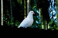 White pigeon or doves on a Black background, White pigeon isolated, bird of peace Royalty Free Stock Photo