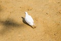 White pigeon or doves on a Black background, White pigeon isolated, bird of peace Royalty Free Stock Photo