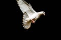 White pigeon or doves on a Black background, White pigeon isolated, bird of peace Royalty Free Stock Photo