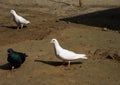 White pigeon or doves on a Black background, White pigeon isolated, bird of peace Royalty Free Stock Photo