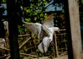 White pigeon or doves on a Black background, White pigeon isolated, bird of peace Royalty Free Stock Photo