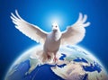 A white pigeon flies against the background of the blue planet Earth Royalty Free Stock Photo