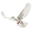 White pigeon in flight