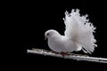 White pigeon on flute Royalty Free Stock Photo