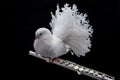 White pigeon on flute Royalty Free Stock Photo