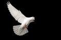 White pigeon flying isolated on black background