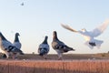 White pigeon flying and some ferral pigeons. Royalty Free Stock Photo