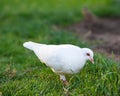 A white pigeon is foraging on the green grass in nature park.