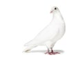 White pigeon isolated on white Royalty Free Stock Photo