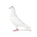 White pigeon isolated on white Royalty Free Stock Photo