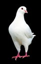 White pigeon isolated on black background Royalty Free Stock Photo