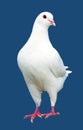 White pigeon isolated on blue background Royalty Free Stock Photo