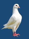 White pigeon isolated on blue background Royalty Free Stock Photo