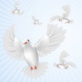 White pigeon isolated Royalty Free Stock Photo