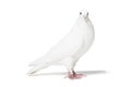 White pigeon isolated on white Royalty Free Stock Photo