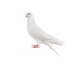 White pigeon isolated on a white Royalty Free Stock Photo