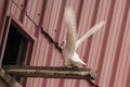 White pigeon,landing, Royalty Free Stock Photo