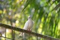 A white pigeon (merpati putih) perched on iron fence in Lembah Hijau zoo