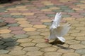 White Pigeon Royalty Free Stock Photo