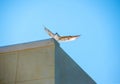 White pigeon with open wings in front of a clear, bright blue s