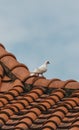 White pigeon on orange tile roof top Royalty Free Stock Photo