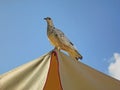 White pigeon on parasol