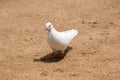 White pigeon pecking and move forward on the brown sandy ground