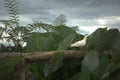 white pigeon perched on a farm