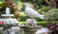 White pigeon perched on a marble statue with a peace globe in the background in a serene garden setting Royalty Free Stock Photo