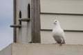 White pigeon with pigeon house