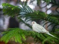 White pigeon on the pine tree branch on blur bokeh background. Pigeon Bird Concept Royalty Free Stock Photo