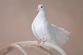 White pigeon in profile sits on beige background Royalty Free Stock Photo
