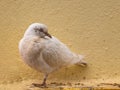 White pigeon resting on one foot by a wall Royalty Free Stock Photo