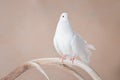 White pigeon sits on a beige background Royalty Free Stock Photo
