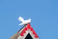 white pigeon sitting on the roof