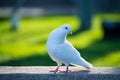 A white Pigeon is standing on concrete step and looking back with green grass background in the park.