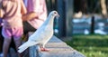 A white Pigeon is standing on concrete step and looking front direction with two people as background in the nature park.