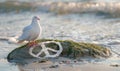White pigeon standing on a moss-covered rock with a peace symbol drawn in the sand Royalty Free Stock Photo
