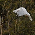 White pigeon a symbol of peace and purity