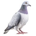 White pigeon on transparent white background, white dove standing isolated over transparent white background, side view Royalty Free Stock Photo