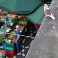 White pigeon up in a wall, looking down at fruits and vegetables market, Madeira Royalty Free Stock Photo