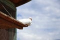 A white pigeon waiting on wooden board on your shipment