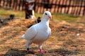 White pigeon walking Royalty Free Stock Photo