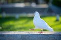 A white Pigeon is walking on concrete step and looking in front direction with green grass background in the park.