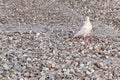 White pigeon ashore with stones pebble during a decline