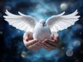 A white pigeon with wings in the hands of a young woman Royalty Free Stock Photo