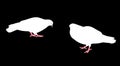 White pigeons Royalty Free Stock Photo