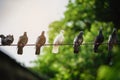 White pigeons amidst the black body on the power lines that look different Royalty Free Stock Photo