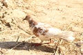 White Pigeons birds Royalty Free Stock Photo