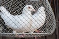 White pigeons in a cage.  White birds. Royalty Free Stock Photo